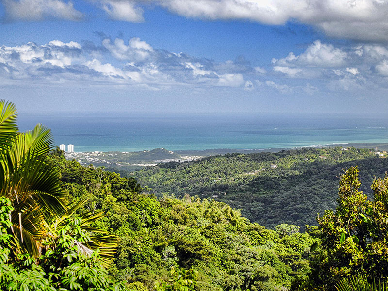 Tropical Ecosystems of Puerto Rico